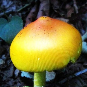 野外探险如何预防毒蘑菇中毒？