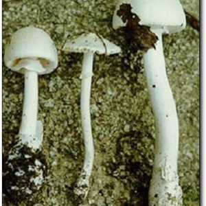 户外怎样识别有毒菌类？
