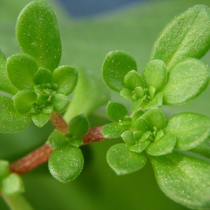 野菜吃野菜需谨防中毒