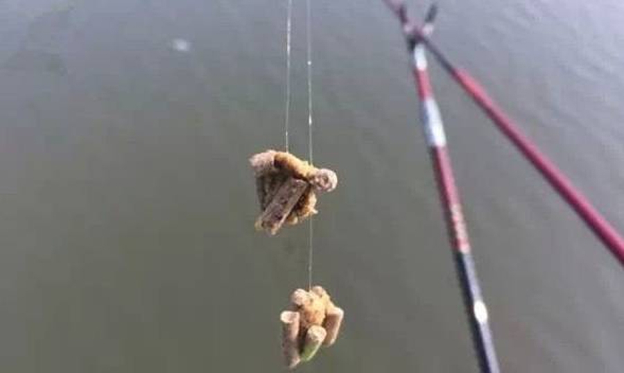 钓鱼人必懂的饵料常识，你懂吗？