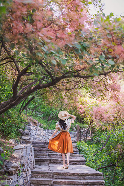 北京出发过周末，黄栌花开最美时