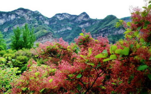 黄栌花开，来坡峰岭体验绝美初夏―2017年北京房山坡峰岭黄栌花节游玩攻略 ...