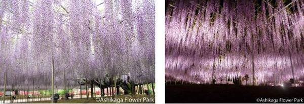 东京春日赏花祭――穿越历史感受绚烂