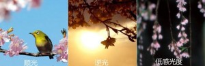 摄影技巧：这样拍樱花，更有味道