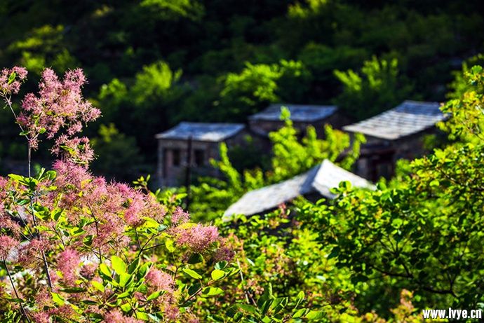 京郊藏着一个“烟花胜境”，现在正是最美的时候~