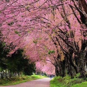 冬天，去清迈看烂漫的粉红樱花