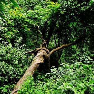 荒野生存：一定要记住的6种救命植物