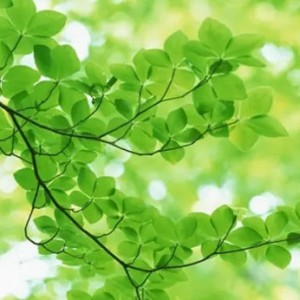 西双版纳望天树景区――植物王国里的绿色“密电码”