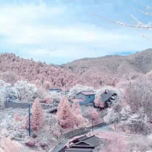 日本自由行2015最全赏樱泡汤攻略