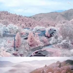 日本自由行之日本当地的赏樱方式