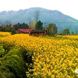 灿烂的春季，咸宁六大油菜花海等你游赏