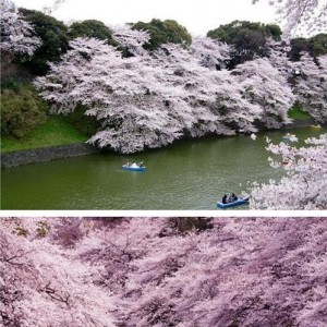 日本自由行之2015年最受日本人欢迎的赏樱圣地