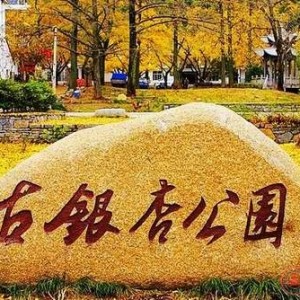 赏秋去哪儿?长兴十里古银杏长廊