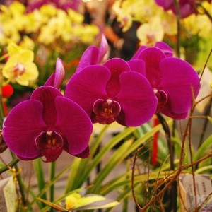 森博会花卉园艺展区百花齐放 家庭消费新选择