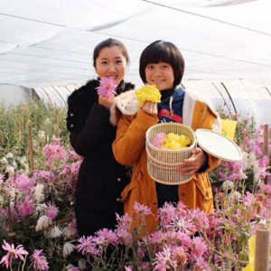 魅力田园（五田六园）―拎着菜篮子，来逛菜园子