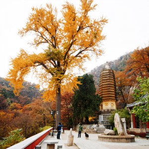 赏家乡红叶观盘山美景 第二届盘山红叶节18日开幕