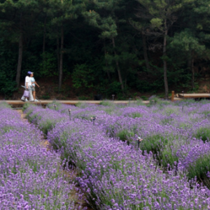山里的秘密花园――云峰山薰衣草节