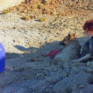 英国女子为救被困爱犬陷泥沼终获救