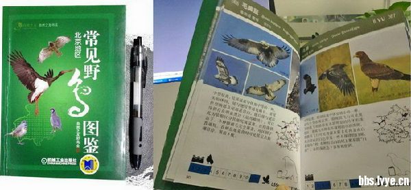 《常见野鸟图鉴 