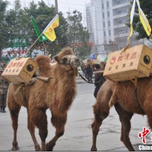 “重走茶叶之路”驼队载茶行走11国