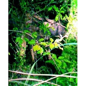 下山遇野牛赶不走 台湾夫妻被困山上