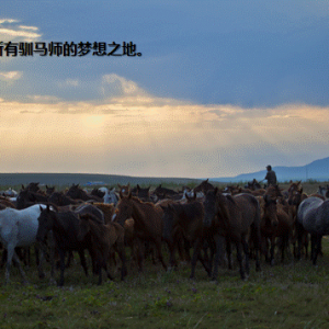 宁夏银川滨河新区建自驾游基地