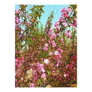 平阴圣母山海棠节迎来赏花高峰