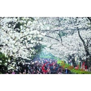 踏春赏花季节到来 专业摄影团成春游新宠