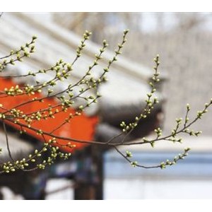 春分时节百花争艳邀人共赏