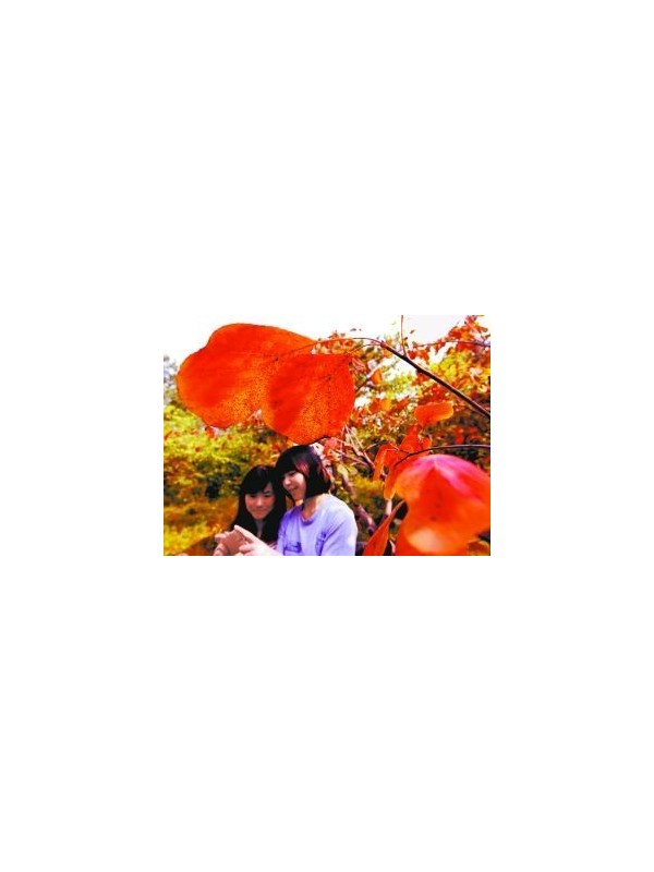 香山红叶文化节开幕 五处古迹遗址赏红叶