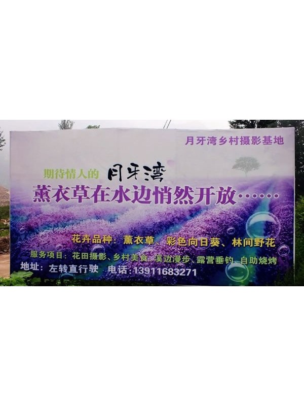 近邻京郊的月牙湾薰衣草庄园