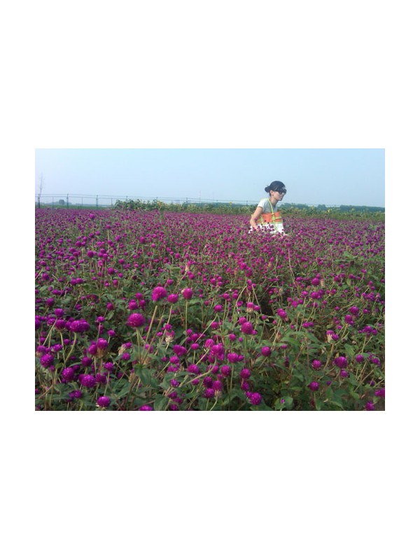 香草园成济南夏季婚纱照拍摄热景