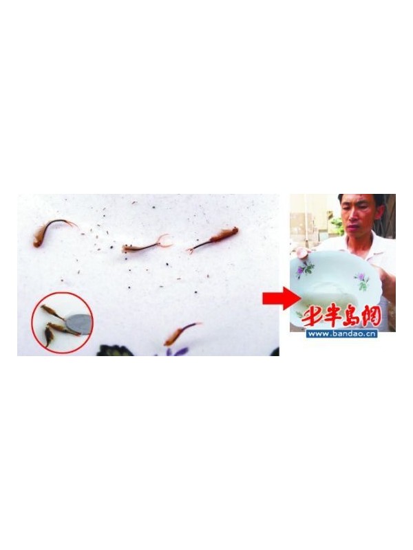 登山爱好者水坑中发现生物像鱼又像虾