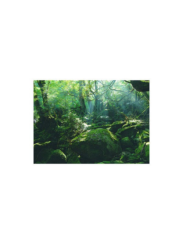世界自然遗产屋久岛登山路将禁烟
