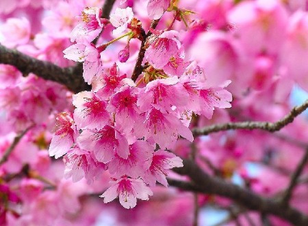 领略帝都式“风花雪月” 看4月花魁落谁家