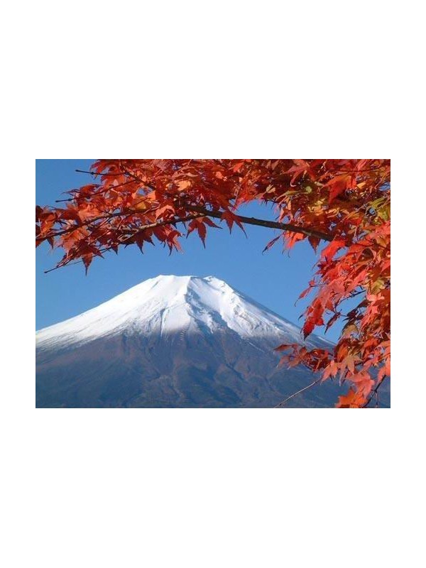 日本拯救富士山登山环境 登山者环境素质大幅提升
