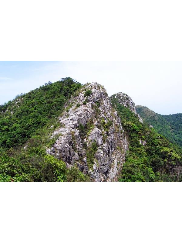驴友举报称深圳排牙山沉香树遭盗伐