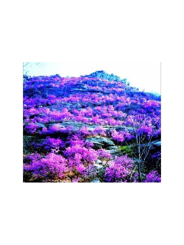 杜鹃花盛开吸引大批游客登山游玩