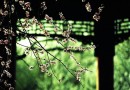 感受春天 北京市属公园“春花游”路线攻略