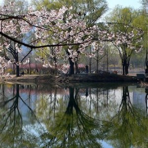 圆明园踏青节4月1日开幕 御驾巡游攻略推荐