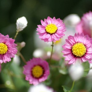 2012清明节放假 北京踏青郊游活动手册