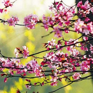 “拼假游”不吃香“自驾游”备受宠