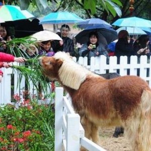 英国设特兰矮马与游客广州见面