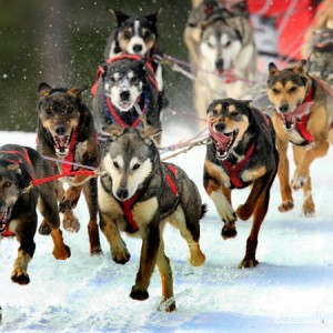 白俄罗斯：雪地上演“与爱犬共滑雪”