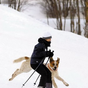冬季滑雪体验人狗同乐 哈士奇之外斗牛犬也疯狂
