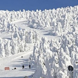 日本藏王温泉滑雪场出现“冰雪怪兽”